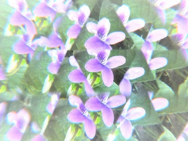 株式会社ケアハウスすみれの写真