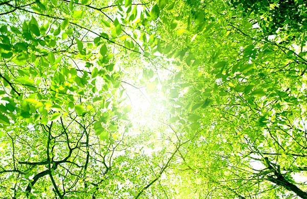 社会福祉法人 わかたけ共済部の写真