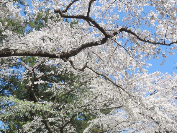 社会福祉法人 あしの会 特別養護老人ホーム あしの園の写真