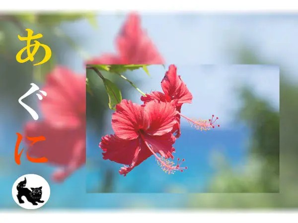 社会福祉法人粟国福祉会 特別養護老人ホームあぐにの写真