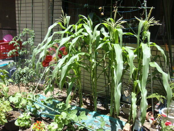 コンビプラザ綾瀬保育園（常勤）の保育士求人メイン写真4