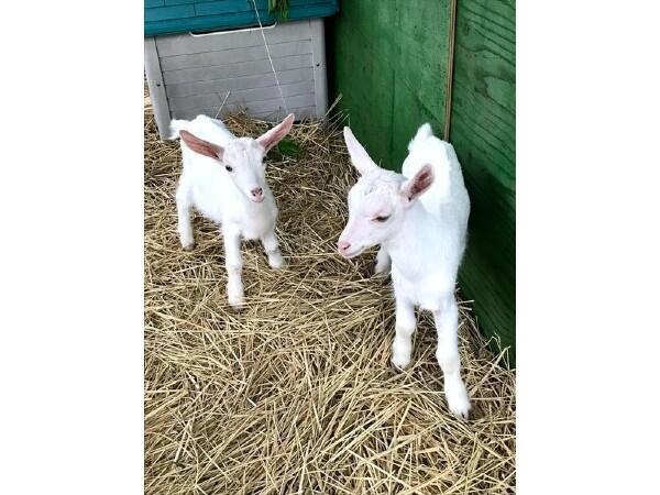 社会福祉法人 寿徳会 Colors学童保育（パート）の保育士求人サブ写真2