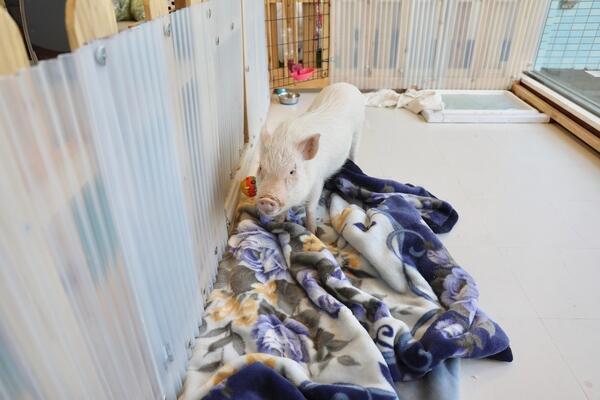 介護老人福祉施設 ヴィラ横浜（常勤）の調理師/調理員求人メイン写真3