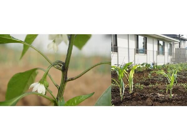 介護複合施設 白井の家（パート）の介護福祉士求人メイン写真3