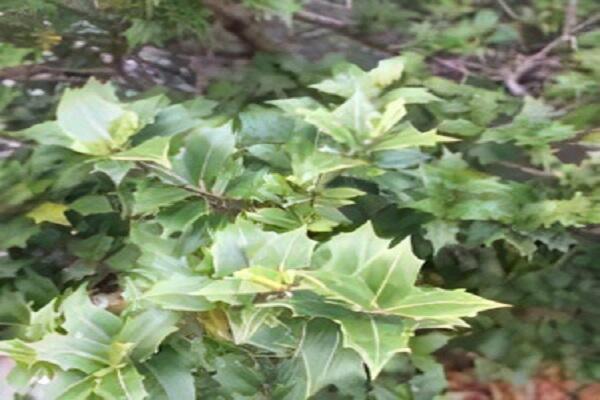 社会福祉法人 柊会（日勤常勤）の看護師求人の写真