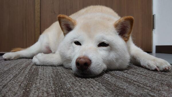 介護老人福祉施設 ヴィラ播磨（常勤）の調理師/調理員求人サブ写真5