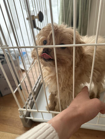 グループホーム いろは（サービス管理責任者 / 常勤）の社会福祉士求人サブ写真2