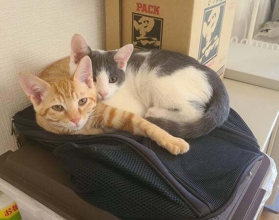 グループホーム いろは（サービス管理責任者 / 常勤）の社会福祉士求人サブ写真1