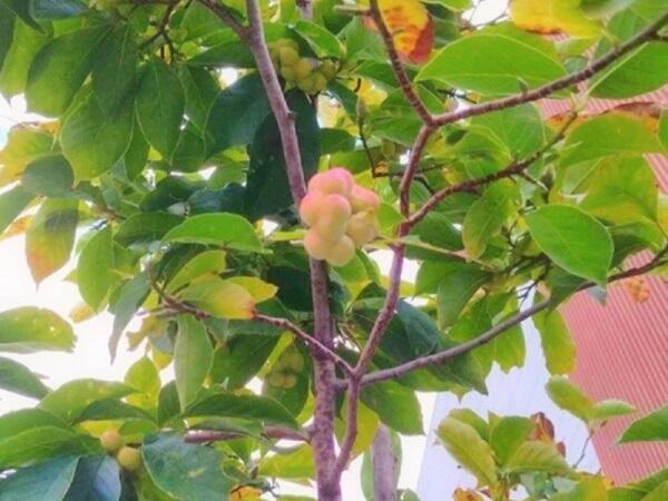 こぶし耳鼻咽喉科クリニック（常勤） の看護師求人サブ写真1