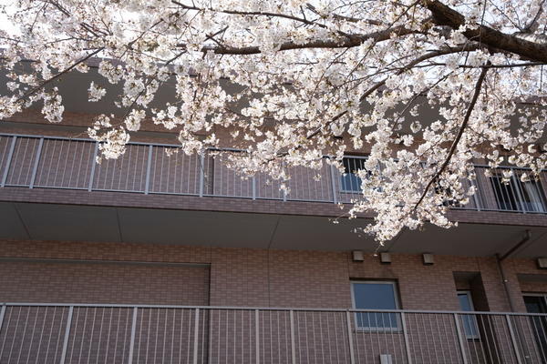 介護付有料老人ホーム エクセルシオール西国分寺（パート）の看護師求人メイン写真3