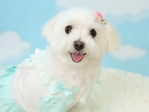 有料老人ホーム ウェルハイム八王子(パート)の介護福祉士求人の写真