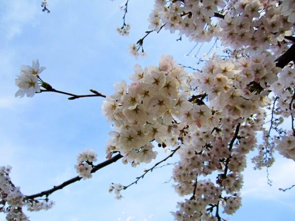 デイサービスセンター さくらの苑（パート）の介護福祉士求人の写真