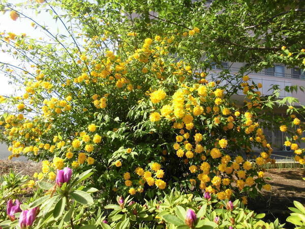 特別養護老人ホーム 新生ホーム（パート）の准看護師求人メイン写真2