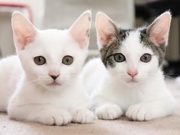 デイサービス わたしんち上水本町（常勤）の介護福祉士求人メイン写真2