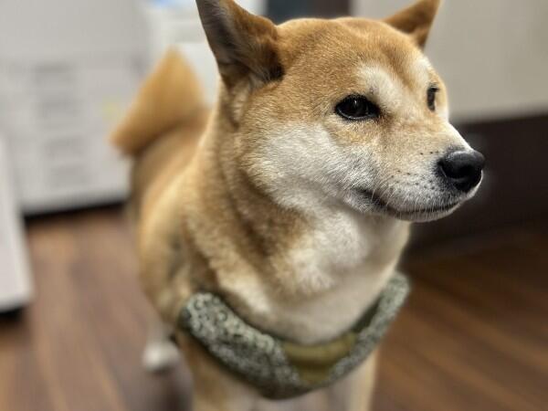 小規模多機能ホーム丸子の里和はは（常勤）の介護職求人の写真