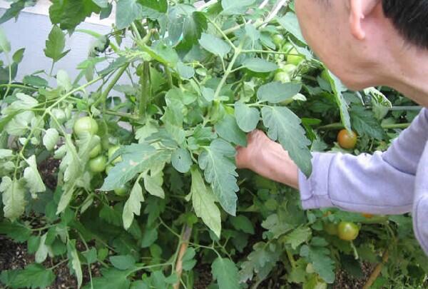 グループホーム 妙法寺すみれホーム（パート）の介護福祉士求人メイン写真5