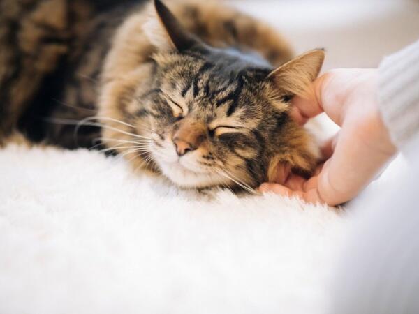 いちご訪問看護ステーション（パート）の看護師求人の写真